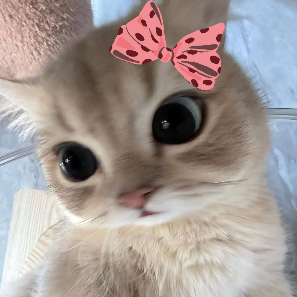 Dineli98's tweet photo. ୨୧ ⋆｡°✩ 🎀 🍬😽 🍰 🍭 ✩°｡⋆ ୨୧ https://t.co/t1uZI2YPW2