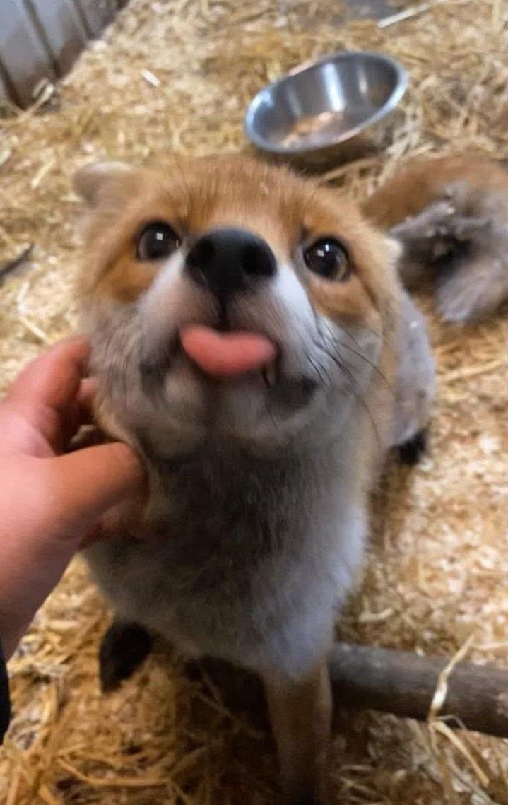 thatonegreenfox's tweet photo. HAPPPYY FOX DAYYYYYYY!!!!! https://t.co/TQbR2q1bnd