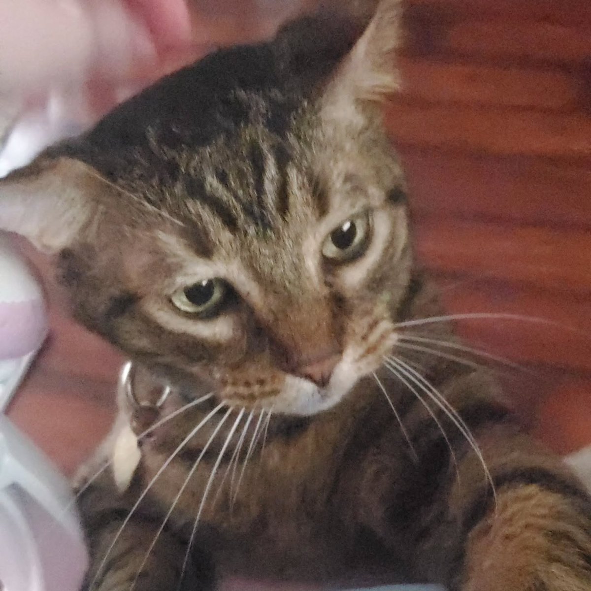 VerlieCooklae6's tweet photo. BREAKING NEWS: Gus has officially lost another pound! This handsome tabby now consistently weighs 15. 4 lbs and is proud of himself—though his face suggests he expected treats. Patience, determination, and routine are key to healthy pet weight https://t.co/RkcrGF5L53