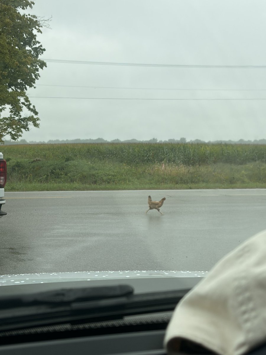 mjitaru's tweet photo. Chicken is on the run in Swartz Creek. https://t.co/fuXLyFjInM