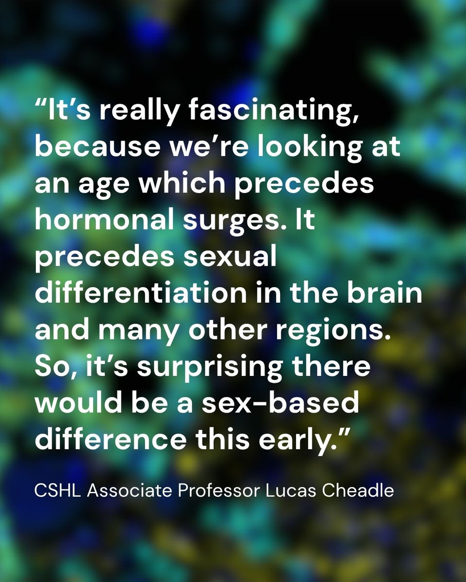 CSHL's tweet photo. New research from CSHL Associate Professor Lucas Cheadle and postdoc Irene Sanchez Martin identifies a biological mechanism linking maternal inflammation to autism risk.

In a new study, the Cheadle lab found that inflammation during a critical window of pregnancy can contribute to autism-like traits in male mice.

Researchers triggered a controlled immune response, mimicking a viral infection without introducing an infectious virus, at different stages of pregnancy. They found that fetuses were most susceptible to developmental abnormalities at 12.5 days.

Across the experiments, male mice developed autism-like traits, while female mice did not show the same traits.

So, why were some pups affected while others weren’t? Researchers turned to the placenta for answers.

The takeaways:

🔹 A biological link: The study identifies a specific mechanism connecting maternal inflammation with autism-like traits.
🔹 The immune system matters: The findings add to evidence that immune responses during pregnancy may play an important role in neurodevelopment.
🔹 Sex differences offer clues: The results may help explain why autism is diagnosed more often in males.
🔹 Potential therapeutic implications: Understanding how maternal inflammation affects fetal development—and why effects differ by sex—could eventually help researchers develop more targeted approaches.

Learn more about the study, its key findings and where the Cheadle lab is taking this research next: https://t.co/3ieliBqCeL

#InspiringCuriosity #AutismAcceptance #Autism #ScienceMakesLifeBetter
