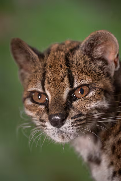 ArielBiologist's tweet photo. 🐱Bienvenido Leopardus tilcayo, 1ra especie de felino descubierta en más de 100 años!
Leopardus siempre fue un quilombo, no ha sido raro descubrir que una especie de gato tigre fueran varias, pero L. tilcayo es un linaje que nunca fue reconocido y estaba oculto en L. tigrinus! https://t.co/h7tEiPXhtI