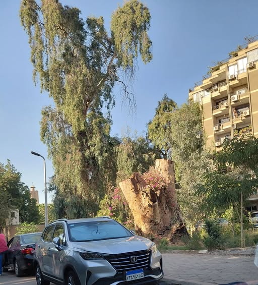 7c2751c087e4424's tweet photo. ( في المعادي ) أضخم شجره في مصر تم قطعها https://t.co/7KqXj5RLHF