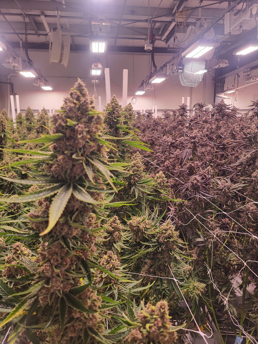 Slavinitup's tweet photo. @Cassius28865223 @diegomayra Also oddly enough I heard that flower that's purple costs more per pound.......doesn't even have more THC, but the aesthetic makes it more expensive for some reason.🤷‍♂️ https://t.co/tKaPRcM7x4