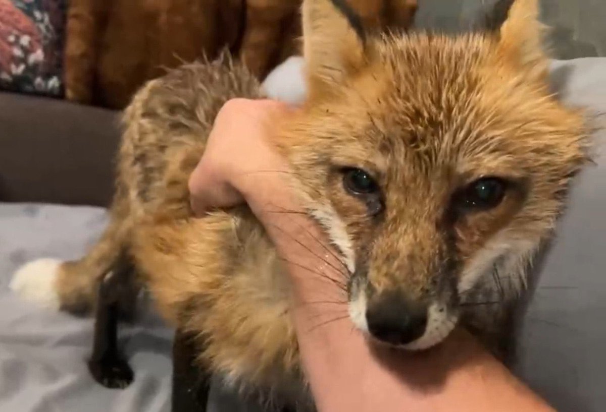 a11ienzz's tweet photo. WAIT HAPPY INTERNATIONAL FOX DAY 

Everyone else WILL praise me https://t.co/bx48tQUP9J