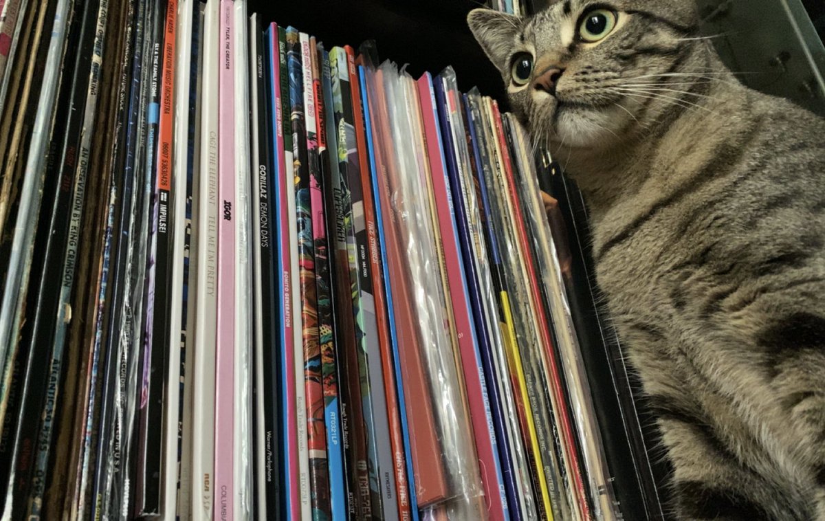 BrieandRingo's tweet photo. Brie wants to show you her vinyls, be nice ok? https://t.co/PQkTYxPBdG