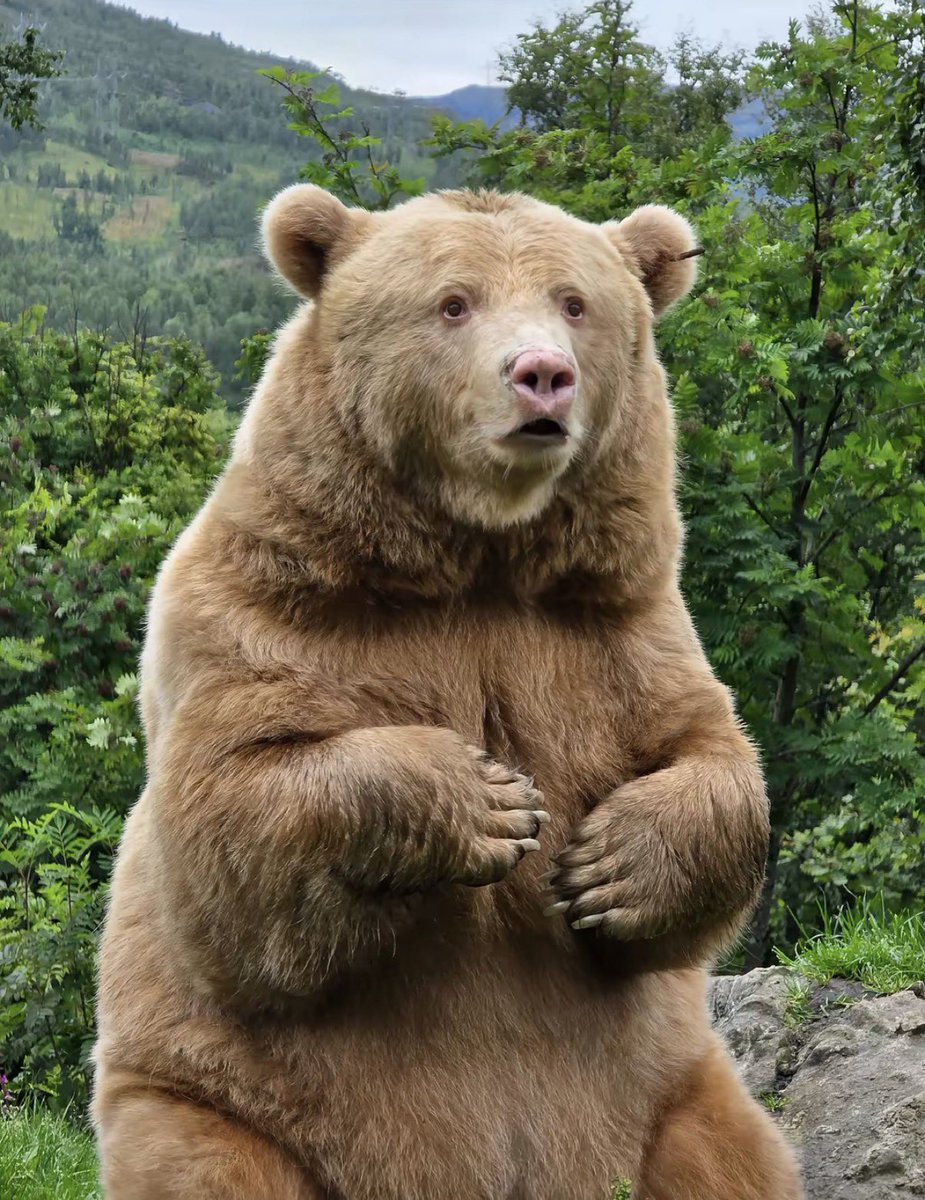 BearOTD_'s tweet photo. Today’s Bear of the Day is Salt from Polar Park in Norway!

Salt is a female Albino Eurasian Brown Bear who lives at the park with her brother, Pepper! At seventeen years old, Salt tends to be rather lazy, but is still curious and adventurous at times! #beartwt https://t.co/rPdsSpxlA9