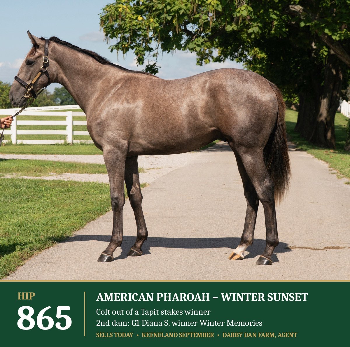 darbydanfarm's tweet photo. Selling today big @darbydanfarm family @keenelandsales Hip 865 Barn 38 colt by #AmericanPharoah @coolmoreamerica https://t.co/Wk6eha1vUQ