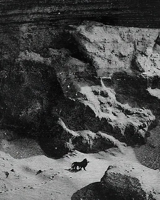 jessicannatar's tweet photo. Barbary Lion (📷 by Marcelin Flandrin, 1925)

Aslan Creating Narnia (🎨 by Jaime Jones, 2026) https://t.co/lap4MlId1j