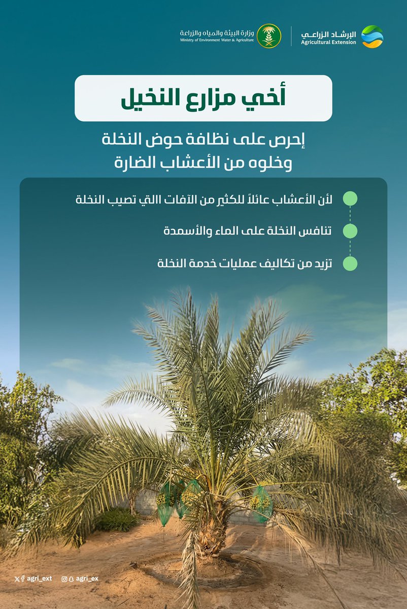 agri_ext's tweet photo. أخي مزارع #النخيل … 
احرص على تنظيف حوض النخلة، والتخلص من الحشائش والأعشاب الضارة التي تنافس أشجار النخيل على الماء والأسمدة، وتمثل مصدرًا للإصابة بالآفات والأمراض https://t.co/GWCWnkI9B8