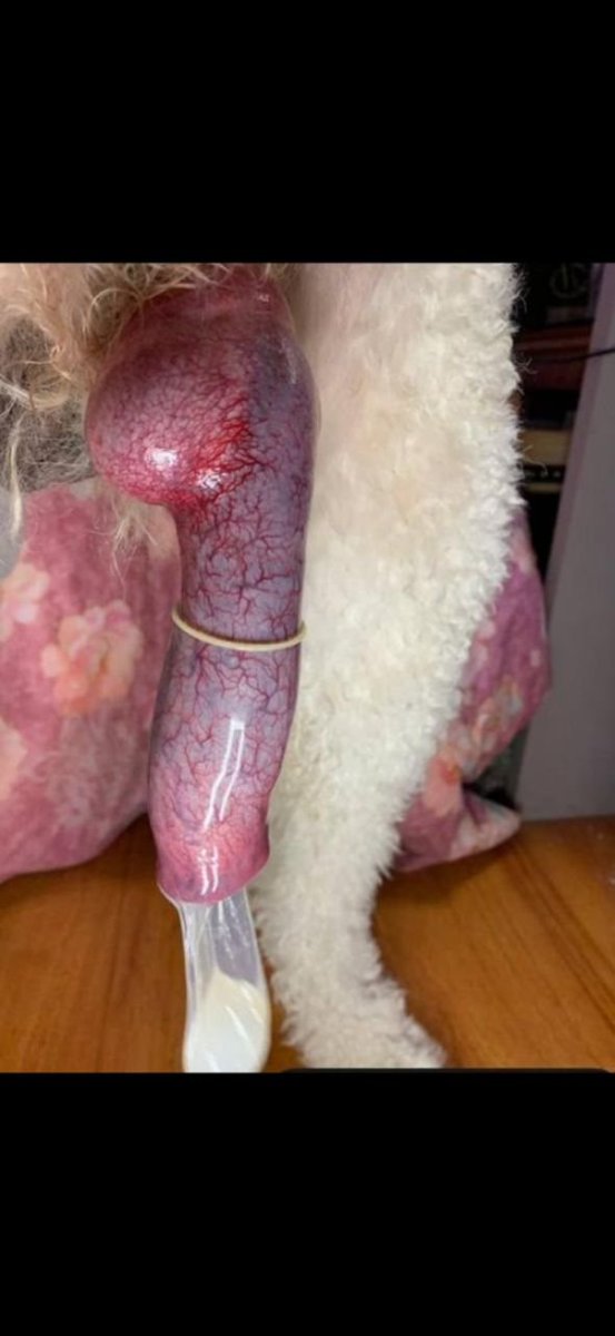 novaov0u's tweet photo. Come for the knot, stay for everything else 🐶  watch more 👇

https://t.co/0UJCG5Mbn4

#dogknot #zoophile #k9girl #knotslut #ZooPorn #BreedingKink #dogslut #artofzoo #bestiality #zoopride #Friday #Austria #Germany #England #USA https://t.co/uLZ9Eyv9qQ
