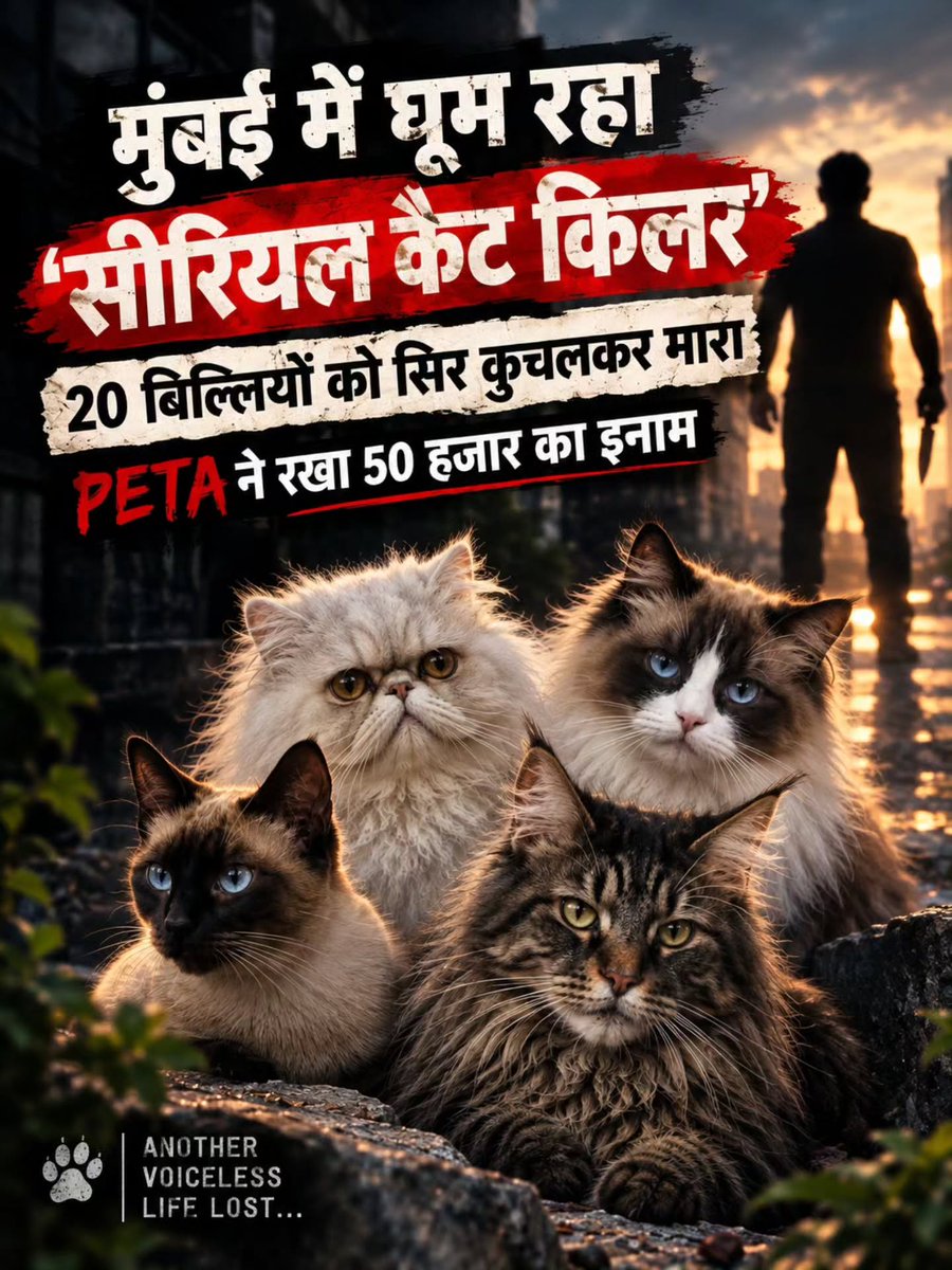 TodMccormiegk's tweet photo. Nearly 20 cats were found dead and mutilated in Chembur, Mumbai, prompting police to investigate possible repeated attacks. An FIR has been filed against unidentified persons, while CCTV footage is being examined. PETA India is offering a reward of https://t.co/FCzP5Vgz1v