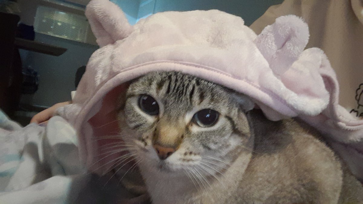 lgbthvcat's tweet photo. @yeoaromi Feliz aniversário da Lívia https://t.co/Usc3iSIzUE