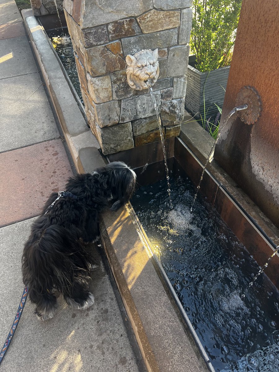 ProfMaxmom's tweet photo. Big water dish https://t.co/6doq6w5ChI