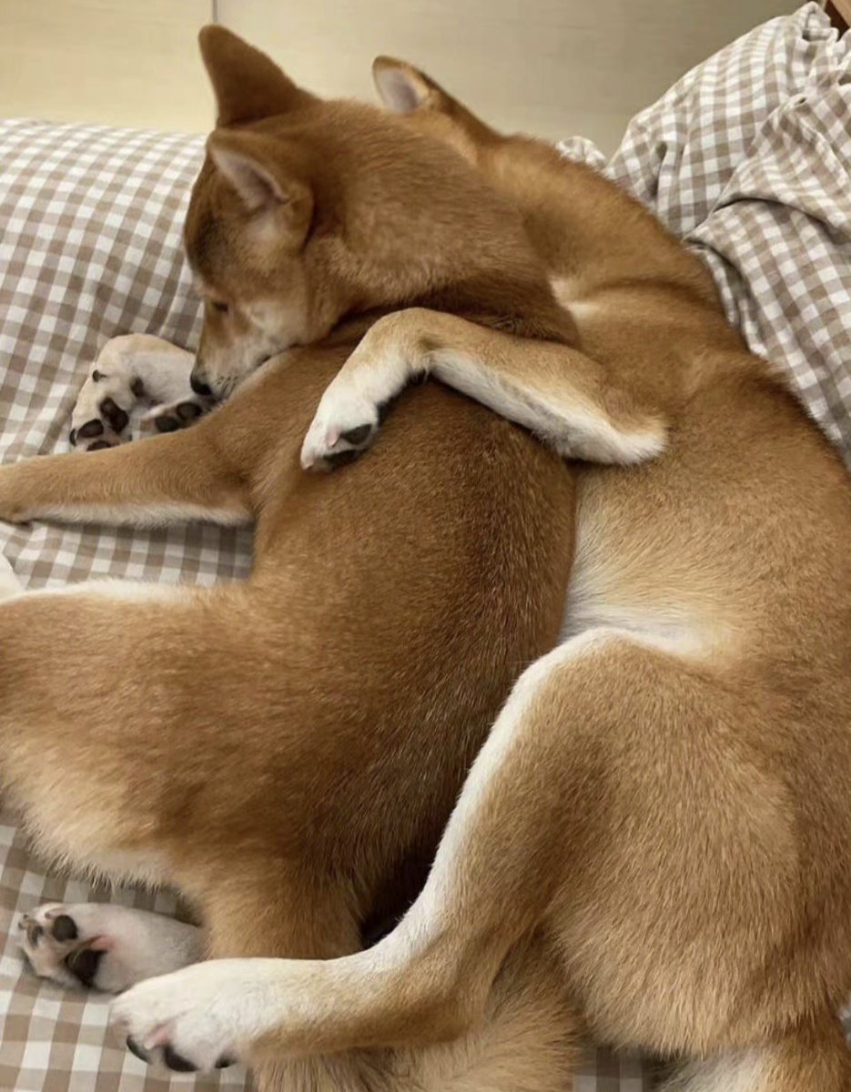 dc_united_21's tweet photo. My pup curled up on my lap with a toy tonight—this quiet warm moment is exactly what I needed to unwind. Doggos make every day softer , https://t.co/27WmjOqiO9
