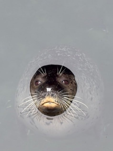 Seals_R_Cute's tweet photo. My reaction to that information https://t.co/CbS3OCLrTU