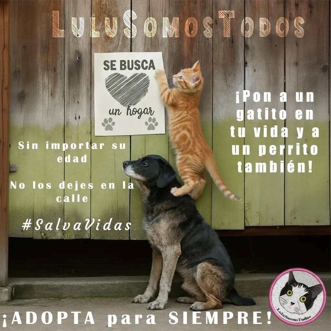 NuriTrejo's tweet photo. #17Sep. #DejateAdoptar. 🐶🐱 nos complementan, acompañan, se hacen indispensables, nos rescatan y salvan. Son #Familia. #NoAbandones #QueNoSePierda ¡Lulú Somos Todos! https://t.co/LiRLQewFvk