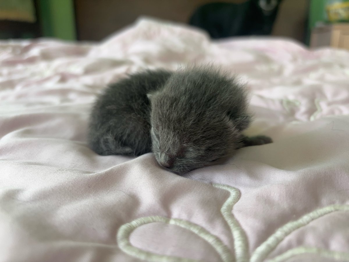 ThomasBalcos's tweet photo. Sleepy, drowsy baby https://t.co/Tb1gWtv8Fi