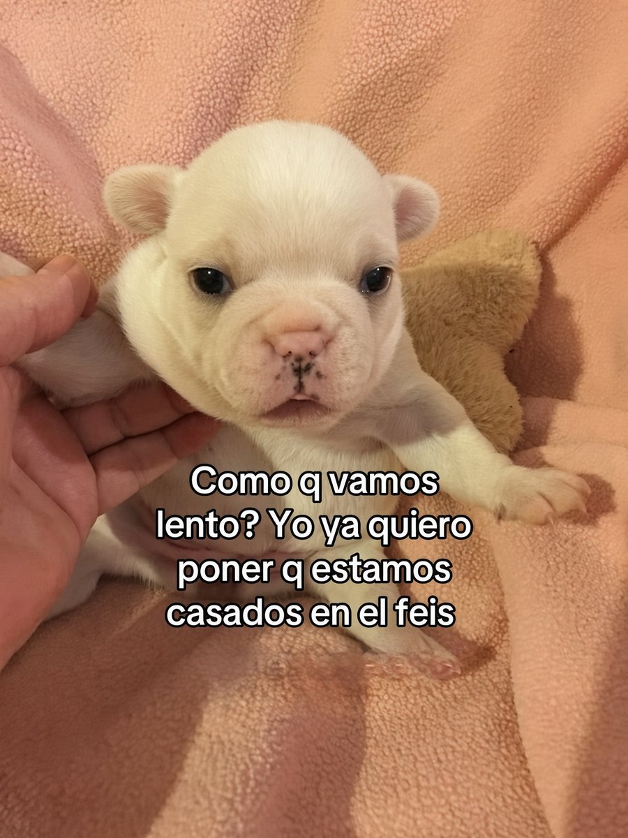 MundoDeBigotes's tweet photo. Y eres intenso? 
Yo: https://t.co/cnBGWvep7n
