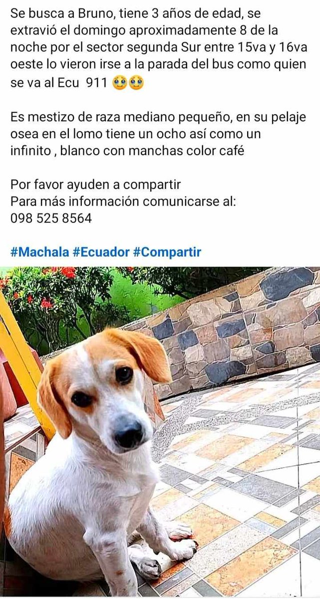 AlertaMePerdi's tweet photo. #PERDIDO #MACHALA
Nombre: #Bruno
Fecha: 2026-09-13
Sector: Norte, Segunda sur entre 15ava y 16ava oeste
Sexo: Macho
Raza: Mestizo
Observación: Tiene una mancha similar a la de un infinito o un numero 8 en el lomo
Contacto: 0939194914
¡Ayúdalo a volver!
 #AlertaMePerdí https://t.co/lBm28iOAOE