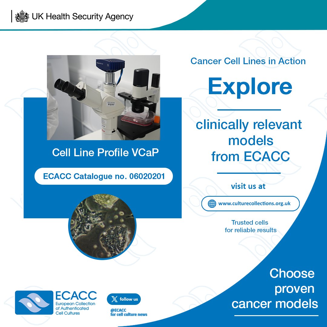 ECACC's tweet photo. VCaP is a key model for studying castration-resistant prostate cancer (CRPC). Derived from a metastatic vertebral lesion, it expresses wild-type androgen receptor, AR-V7, and the TMPRSS2-ERG fusion, making it highly relevant for resistance research.  https://t.co/pVuMfAqYkH https://t.co/YHeXax9fWX