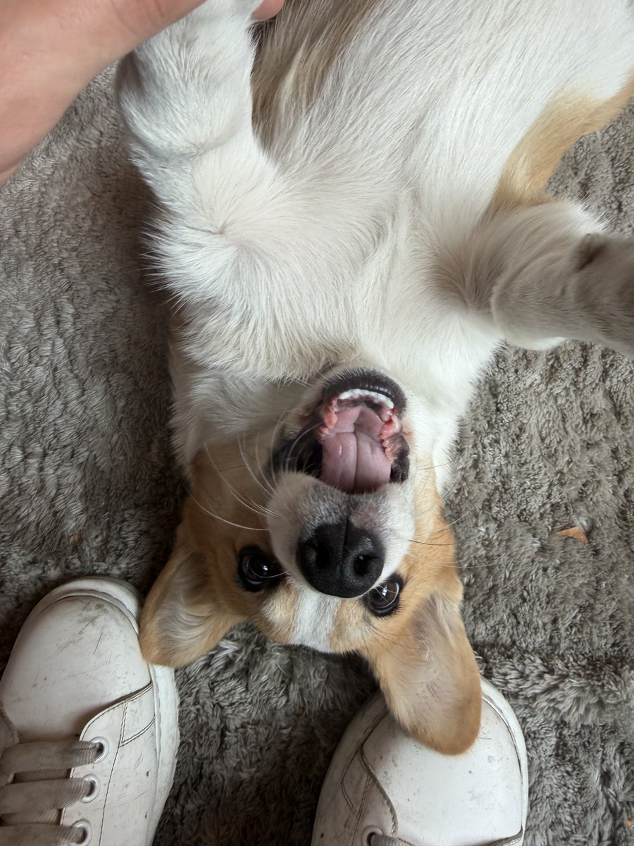 tookallVCmoney's tweet photo. Sometimes you just need a PIP #corgiboy https://t.co/9UJLqYEhQQ