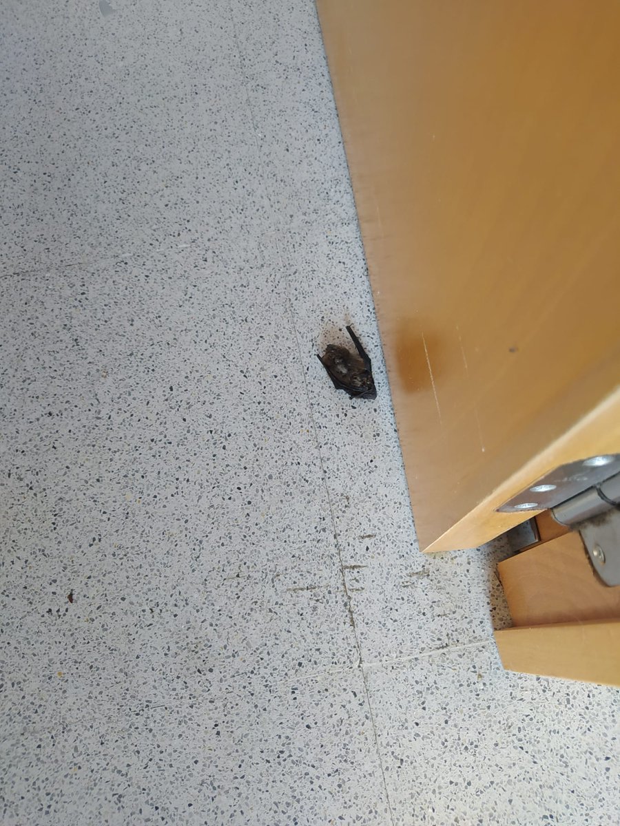 galizaCIG's tweet photo. 🦇Denuncian a desidia do #Sergas ante unha praga de morcegos no centro de saúde de Verín
👉A CIG-Saúde de Ourense reclama que se adopten as medidas oportunas para garantir a seguridade de persoas traballadoras e usuarias
ℹ️ https://t.co/N8AjTvg8uX
#verín #ourense #sanidade https://t.co/FEutscbAXQ