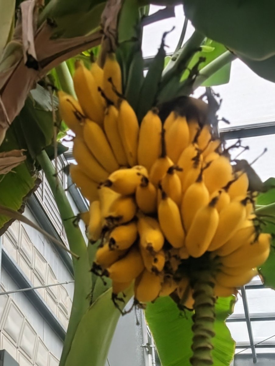 NutrientFarm's tweet photo. Rare opportunity to taste a greenhouse-grown certified Organic Colorado Banana!  https://t.co/VGh9ZWw7qm https://t.co/DSZYnGaL0v