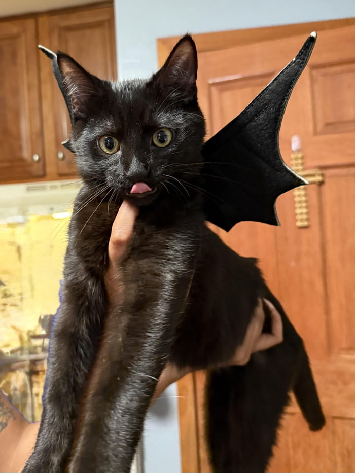 SpaceCatMemes's tweet photo. he is... BATCAT! https://t.co/VOrsSlw9iq