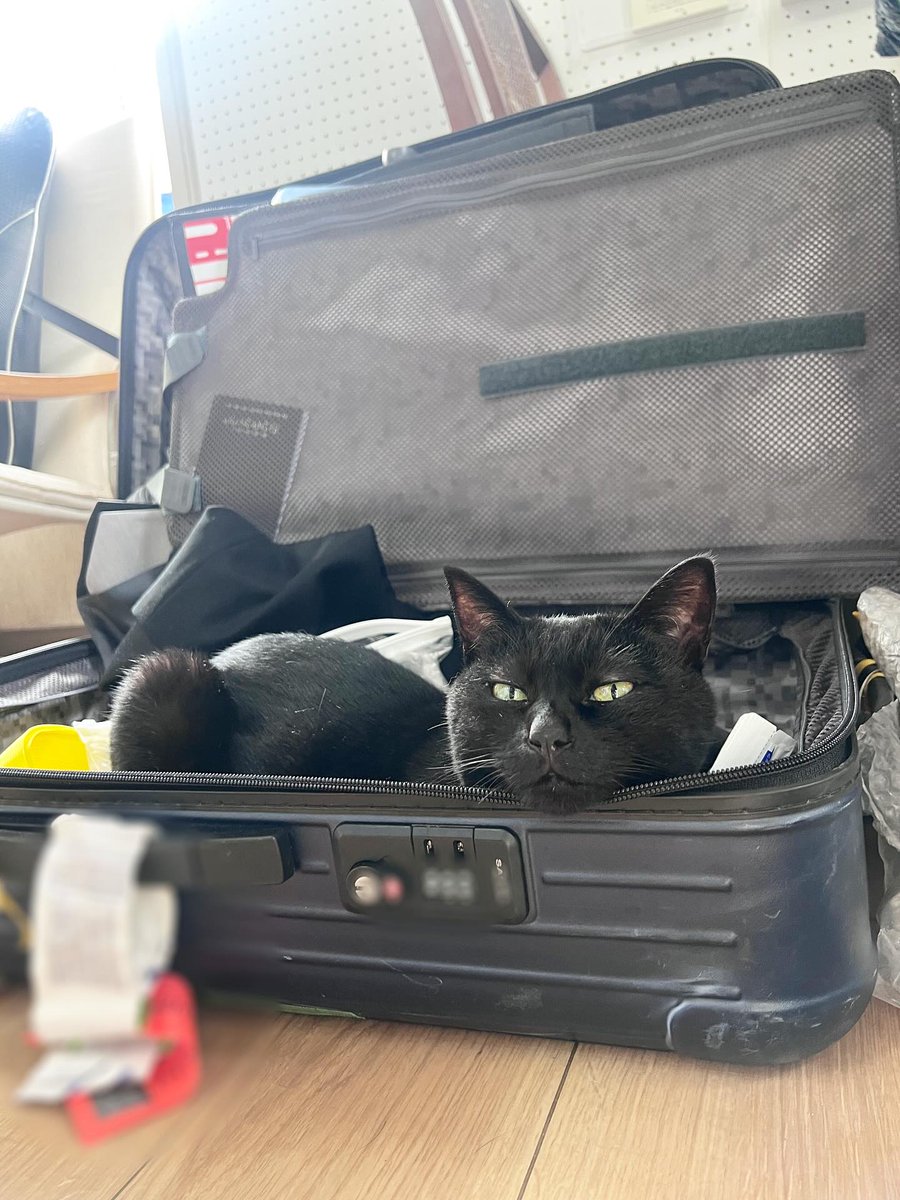 BreannaStrgj7's tweet photo. Does a suitcase smell like all the countries you’ve visited when you return from a trip? https://t.co/w2zXjzd4Ia
