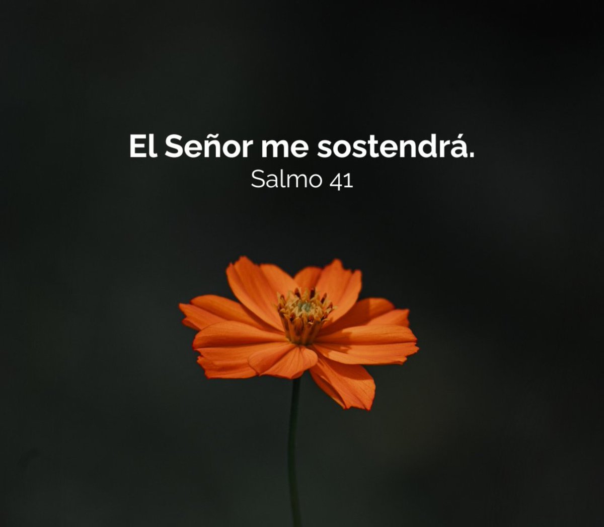 mujer_defe's tweet photo. Hebreos 13:5-16
 Sean vuestras costumbres sin avaricia, contentos con lo que tenéis ahora; porque él dijo: No te desampararé, ni te dejaré; de manera que podemos decir confiadamente:
El Señor es mi ayudador; no temeré
Lo que me pueda hacer el hombre.
#BendecidoJueves🍁🏵️🍂🍁🏵️ https://t.co/WrGNpSFr42