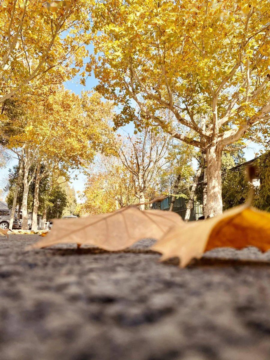TaraOathounw's tweet photo. Autumn breeze brings crisp air and falling leaves—perfect for a cozy walk with a warm coffee in hand! https://t.co/TvuC8nat9p