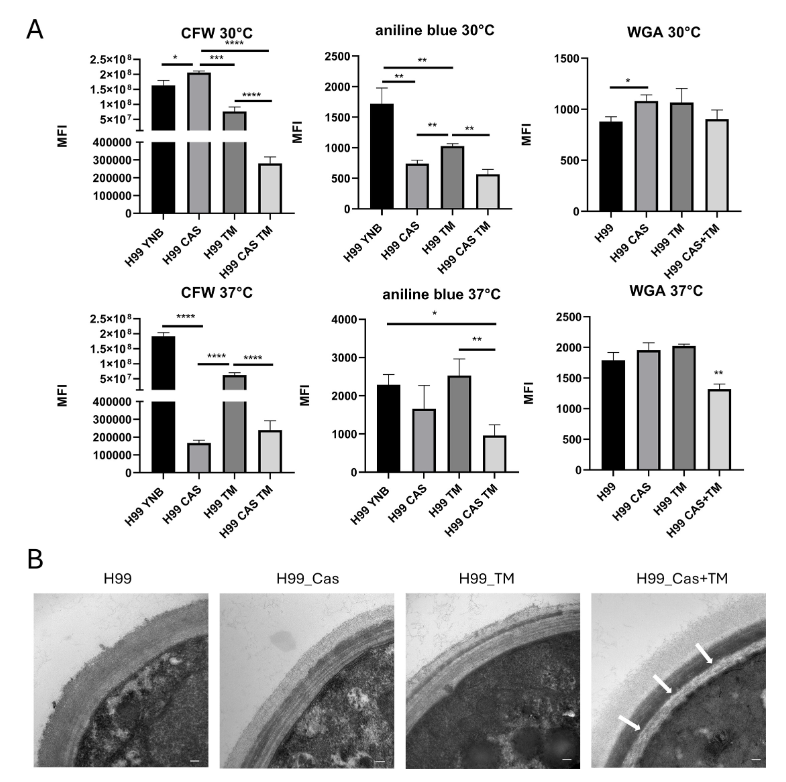 ASMicrobiology's tweet photo. Echinocandin antifungal drugs, such as caspofungin, inhibit β-1,3-glucan synthesis to impair cell wall formation. Endoplasmic reticulum stress in Cryptococcus neoformans reduces caspofungin resistance. Learn more in #mSphere: https://t.co/q9BDqdZEuN https://t.co/inlZdp39zm