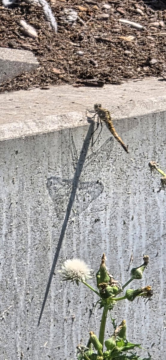 susa111119's tweet photo. Achtet mal auf den Schatten, der Körper zieht sich super lang, aber die Flügel formen unten fast ein Herz. Natur ist schon cool. 🧐
#natur #libelle #schatten #herz #InsectThursday https://t.co/m3Qa16ql4d