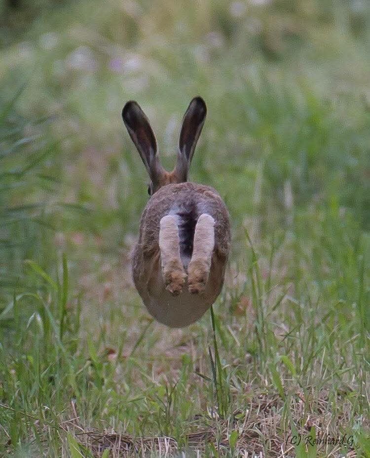 pxequin's tweet photo. best genre of bunny/hare pictures is when theyre just doing shit like this https://t.co/3JEqgVdVUb