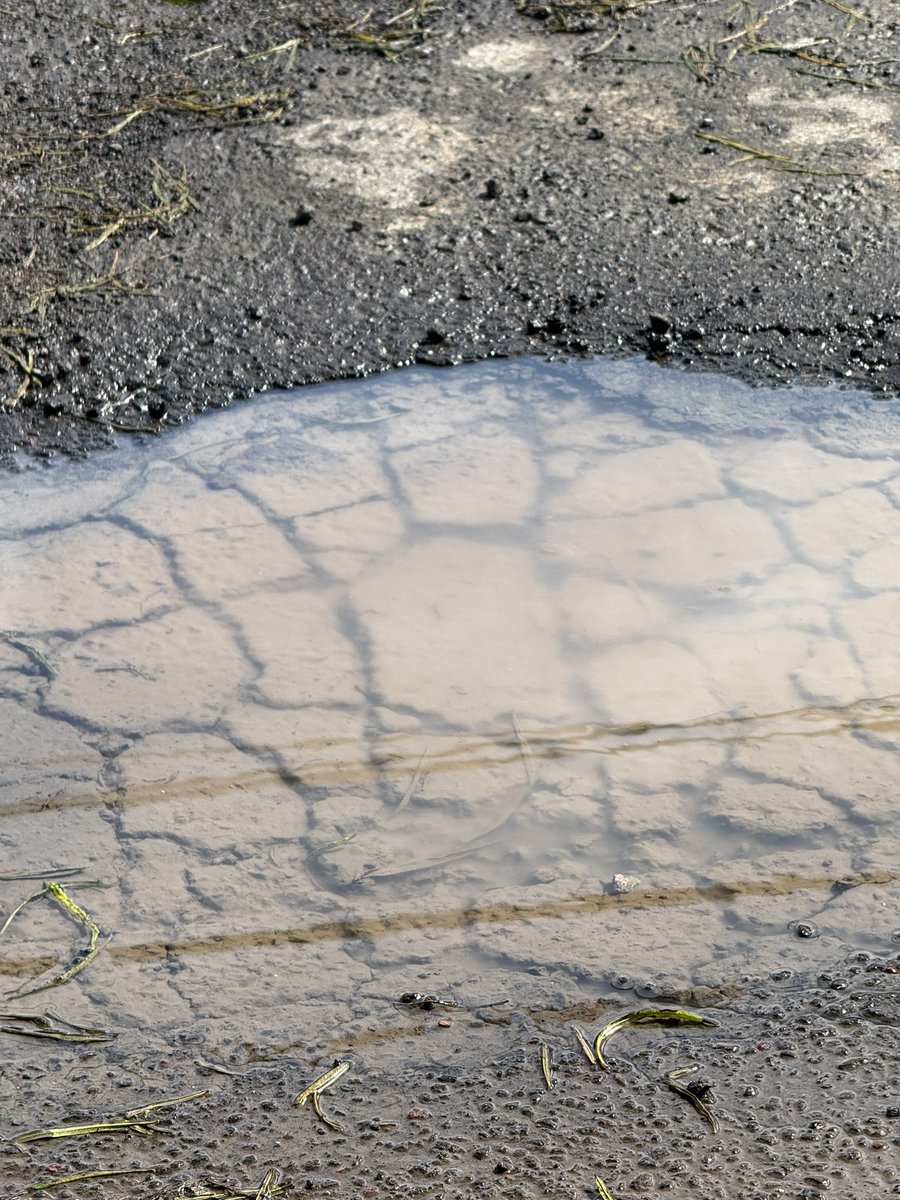 frogsuono's tweet photo. @yancolozano @TuAlcaldiaGAM @ClaraBrugadaM @SeGobCDMX @SOBSECDMX @SEGIAGUA fuga de agua en Calle tamazola entre Cholula y Coyuca ayuda a su reparación https://t.co/QFhiUXUEU7