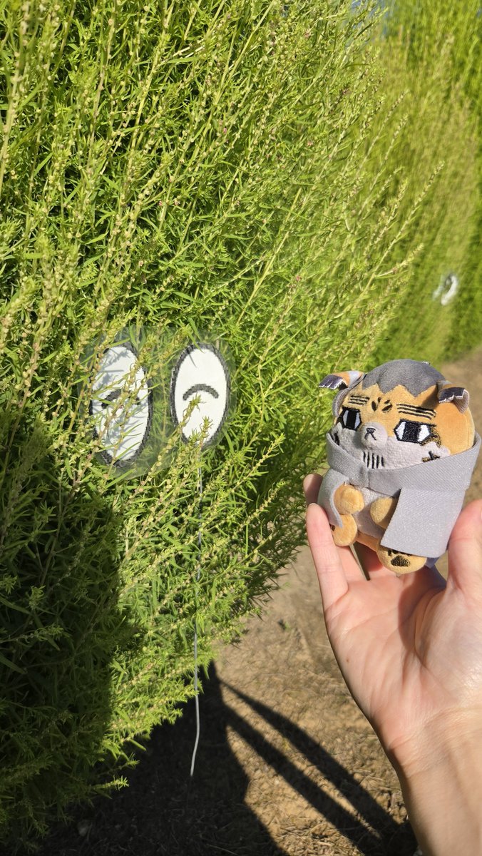 tyaxx09's tweet photo. めまんべつで、勇作殿みたいなコキアを発見したので、一緒に写真撮った https://t.co/PWjFeniD22