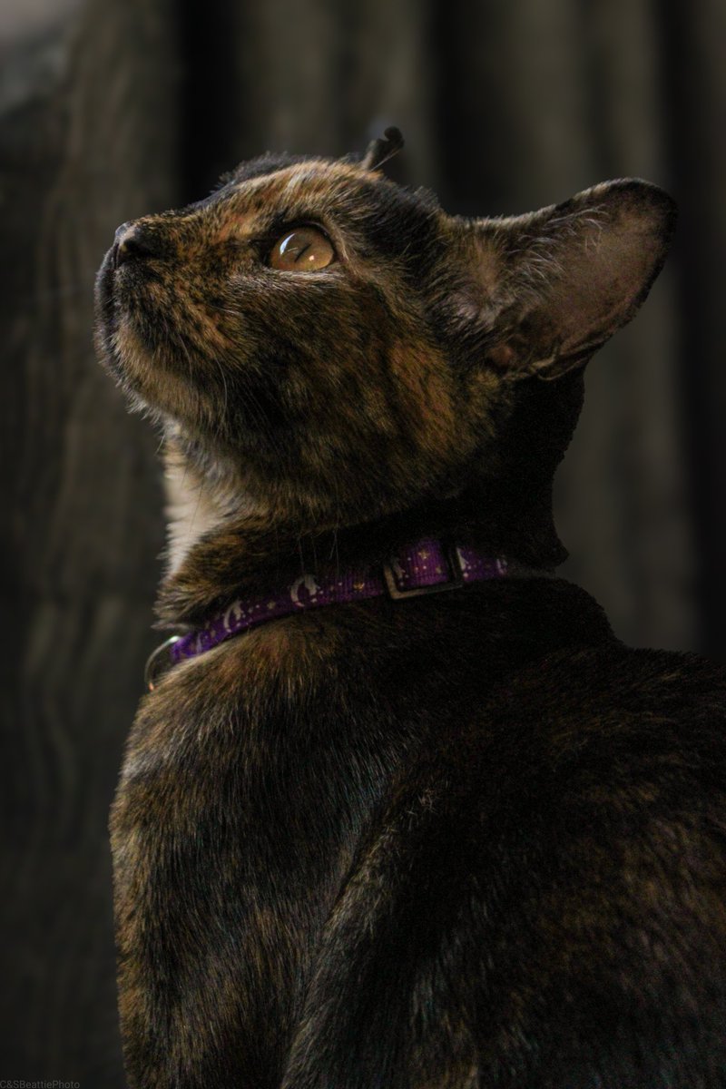 CSBeattiePhoto's tweet photo. ✨ Majestic ✨

#catsofx #catsoftwitter #cats #kittens #photography https://t.co/lMkdIg4A9A