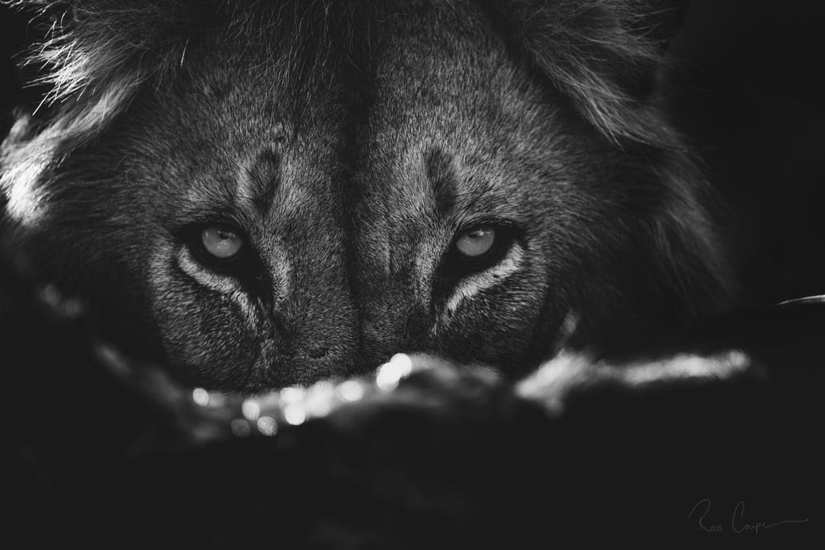CraftOfMastery's tweet photo. Become calm enough to see everything.

明鏡止水 (Meikyō Shisui)

When the mind becomes quiet, perception becomes sharp and action becomes precise. https://t.co/Dm8JeUWJ2r