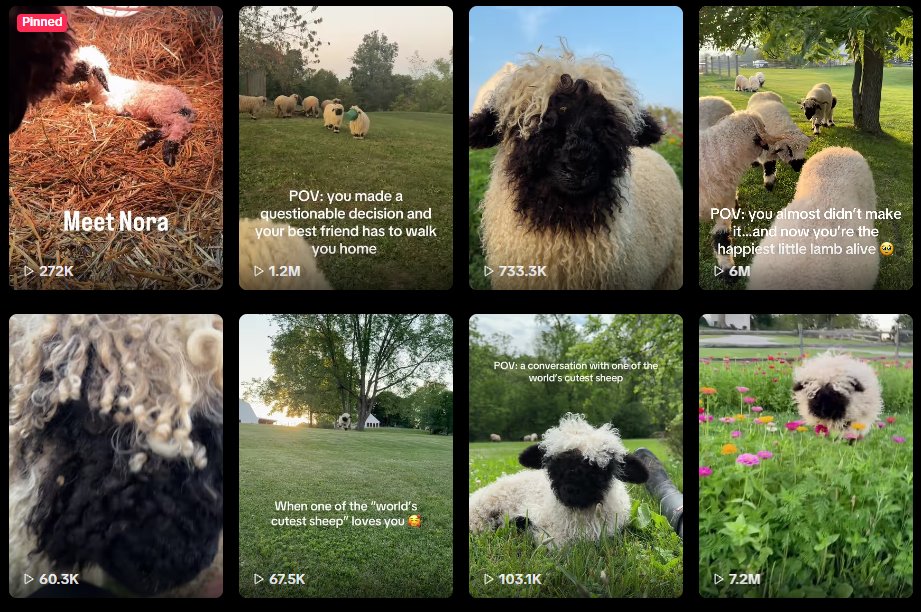 00devinho's tweet photo. This is Nora, she's a Valais Blacknose Sheep viral for her extreme happiness and energy.

She's literally the Sunshine and Rainbows meme in an irl animal.

She has gone extremely viral this week on TikTok.
Just look at the views in the pic below.

TikTok account:
https://t.co/76f5EK8fkL

Insta account:
https://t.co/NTKBTjdkNg