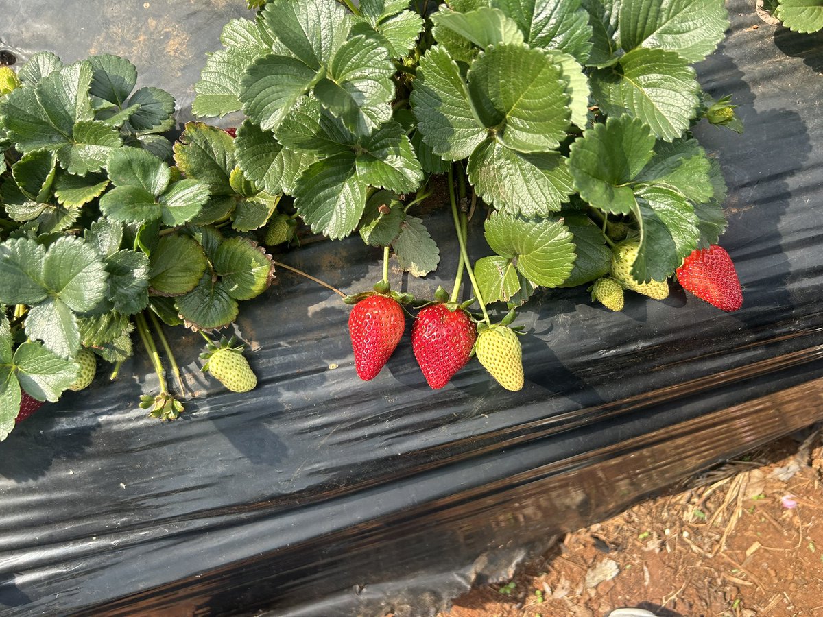 ModoP88's tweet photo. Do you guys know that all commercial strawberry 🍓 seedlings in South Africa come from one supplier in the Western Cape? Gauteng’s biggest supplier is growing strawberries on 200ha in the North West. 

This family in the South of Joburg are supplying Woolies and are growing strawberries on 8ha

They’ve asked me to help them with their farm admin so they can track their performance, maintain food safety compliance and grow their business 😃👩🏽‍🌾🫡