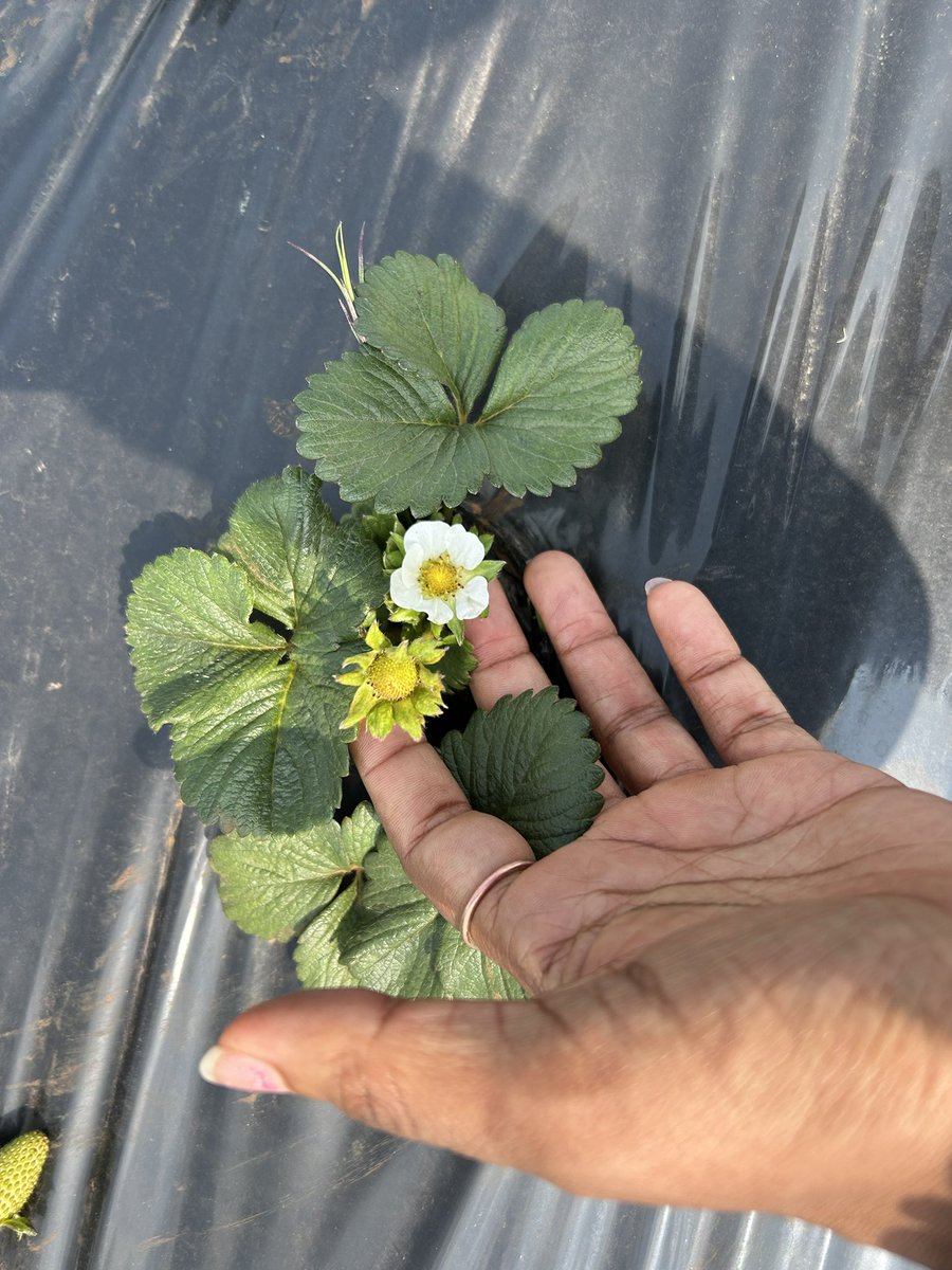 ModoP88's tweet photo. Do you guys know that all commercial strawberry 🍓 seedlings in South Africa come from one supplier in the Western Cape? Gauteng’s biggest supplier is growing strawberries on 200ha in the North West. 

This family in the South of Joburg are supplying Woolies and are growing strawberries on 8ha

They’ve asked me to help them with their farm admin so they can track their performance, maintain food safety compliance and grow their business 😃👩🏽‍🌾🫡