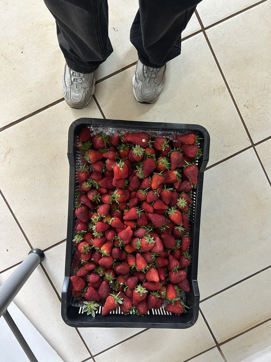 ModoP88's tweet photo. Do you guys know that all commercial strawberry 🍓 seedlings in South Africa come from one supplier in the Western Cape? Gauteng’s biggest supplier is growing strawberries on 200ha in the North West. 

This family in the South of Joburg are supplying Woolies and are growing strawberries on 8ha

They’ve asked me to help them with their farm admin so they can track their performance, maintain food safety compliance and grow their business 😃👩🏽‍🌾🫡