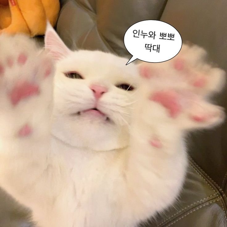naduli122's tweet photo. 오늘 고백데이레!!
내가 고백하면 받아주끄야?? https://t.co/ILcc5SKviN