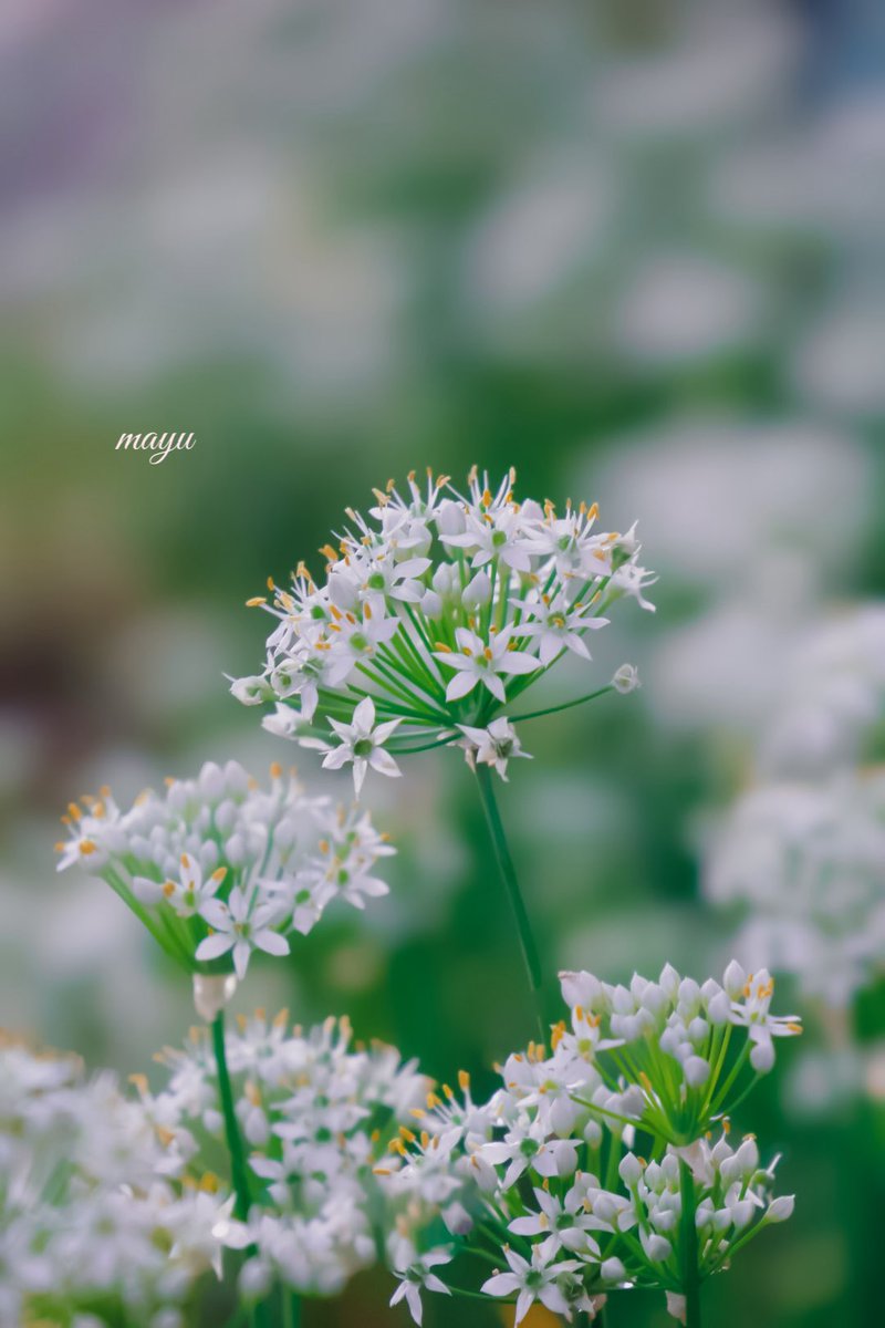 mayu_1321's tweet photo. ॱ୨୧ॱ॰*┈┈┈┈┈ ・・❥

　　　　可憐な
　　　　道端のプリンセス ♡

#ニラの花 https://t.co/kzswvAqYrT