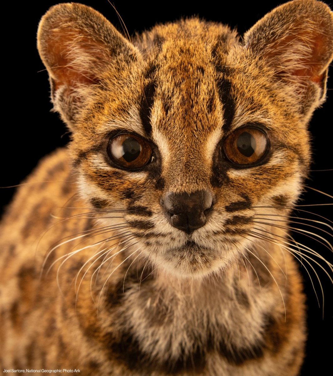 reporterenato's tweet photo. Cientistas brasileiros descobriram uma nova espécie de felino. Fazia um século que a ciência não encontrava novos espécimes do tipo. O Leopardus Tilcayo foi identificado na região da Bolívia e é um pouco menor que um gato doméstico. Ele tem manchas semelhantes ao leopardo e é selvagem. A espécie foi identificada pelo grupo liderado pelo professor da Escola de Ciências da Saúde e da Vida da Pontifícia Universidade Católica do Rio Grande do Sul (PUCRS), Eduardo Eizirik