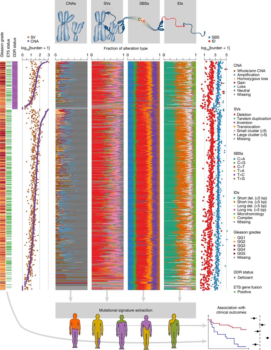 ProstateCell's tweet photo. 🧬 Exciting @Nature article delineates the etiologies and mutational processes that drive the genomic and clinical heterogeneity of #ProstateCancer.

👓 Read how they investigated the #genomes of 959 donors: https://t.co/cCAfnlaVmE https://t.co/XP6bx0jTyv