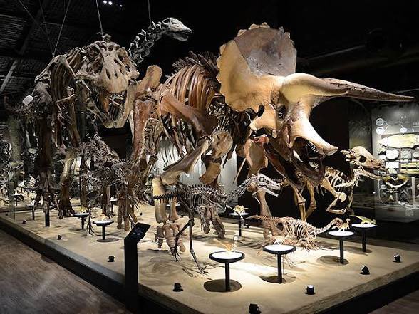 kasufan's tweet photo. ★ 恐竜の全身骨格の展示の歴史★アロサウルスの全身骨格が1962年に初めて日本へやって来て、2年後の1964年に公開された。その全身骨格は実物の化石を組み立ててつくられたものだった。今でこそ国内の博物館では恐竜の全身骨格を普通に見ることが出来るが、1962年までは国内に存在しなかった。 https://t.co/svHNvDsqDb