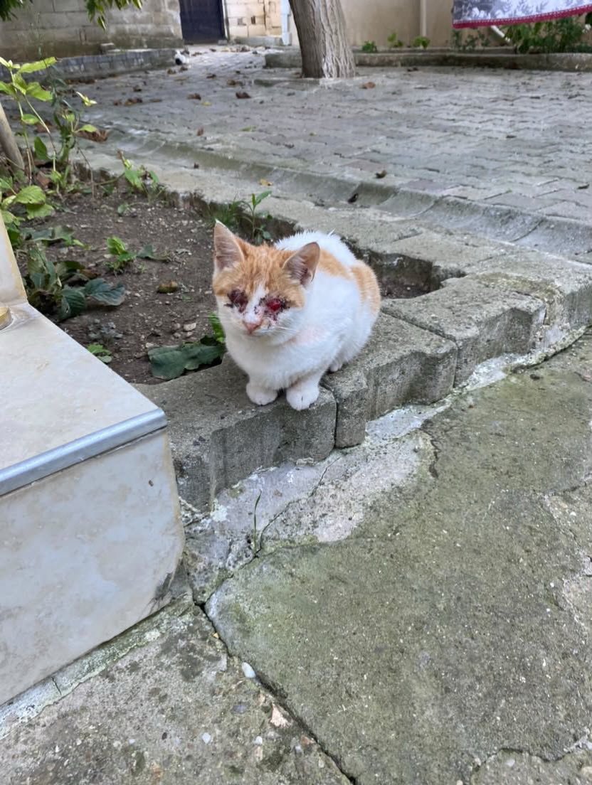 patiarkadas's tweet photo. 3 aylık 2 gözüde kör kedi ve sokakta şuanda beslenemiyor yemek yiyemiyor İstanbul 

İnstagram @patiarkadas 

#SokakHayvanlarıSahipsizDeğil https://t.co/99MVDmaOd2