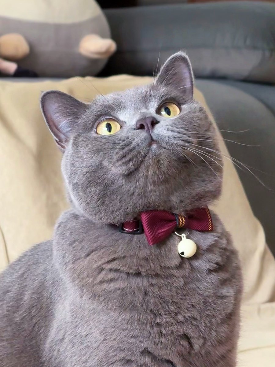 graceandersonfl's tweet photo. Just a little gentleman in a bow. https://t.co/sRi46a3tHy